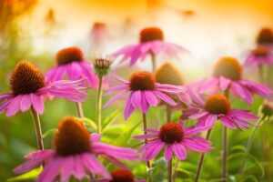 purple coneflower rain garden
